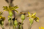 Maryland goldenaster